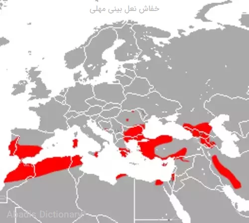 خفاش نعل بینی مهلی